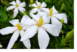 市の木・花