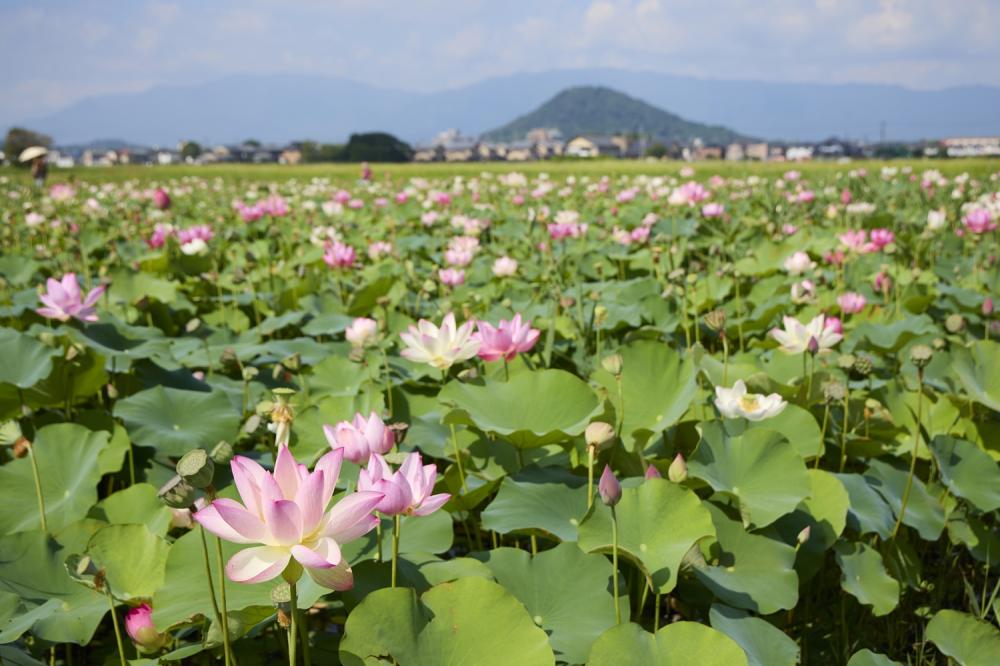 祝★世界遺産登録認定！「飛鳥・藤原の宮都」
