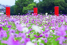 藤原京跡朱雀大路跡