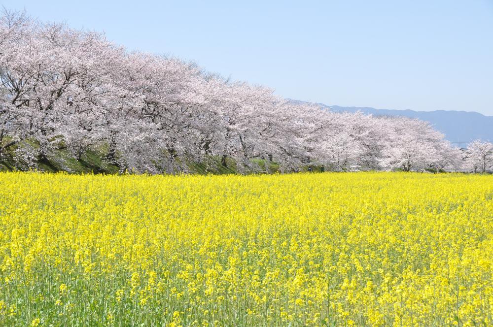 『桜ウォーク橿原　いよいよ世界遺産へ！』ウォーク参加者募集！